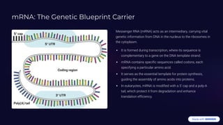 mRNA: The Genetic Blueprint Carrier
Messenger RNA (mRNA) acts as an intermediary, carrying vital
genetic information from DNA in the nucleus to the ribosomes in
the cytoplasm.
It is formed during transcription, where its sequence is
complementary to a gene on the DNA template strand.
mRNA contains specific sequences called codons, each
specifying a particular amino acid.
It serves as the essential template for protein synthesis,
guiding the assembly of amino acids into proteins.
In eukaryotes, mRNA is modified with a 5' cap and a poly-A
tail, which protect it from degradation and enhance
translation efficiency.
 