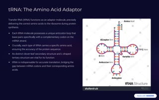tRNA: The Amino Acid Adaptor
Transfer RNA (tRNA) functions as an adaptor molecule, precisely
delivering the correct amino acids to the ribosome during protein
synthesis.
Each tRNA molecule possesses a unique anticodon loop that
base-pairs specifically with a complementary codon on the
mRNA strand.
Crucially, each type of tRNA carries a specific amino acid,
ensuring the accuracy of the protein sequence.
Its distinct clover-leaf secondary structure and L-shaped
tertiary structure are vital for its function.
tRNA is indispensable for accurate translation, bridging the
gap between mRNA codons and their corresponding amino
acids.
 