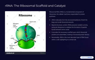 rRNA: The Ribosomal Scaffold and Catalyst
Ribosomal RNA (rRNA) is a fundamental component of
ribosomes, the cellular machinery responsible for protein
synthesis.
rRNA molecules form the structural backbone of both the
large and small ribosomal subunits.
Beyond structure, certain rRNAs possess catalytic activity,
acting as ribozymes to catalyse the formation of peptide
bonds between amino acids.
It provides the necessary scaffold upon which ribosomal
proteins are assembled, creating a functional protein factory.
Remarkably, rRNA is the most abundant type of RNA found
within a cell, highlighting its central role.
 