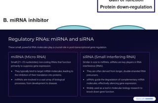 Regulatory RNAs: miRNA and siRNA
These small, powerful RNA molecules play a crucial role in post-transcriptional gene regulation.
miRNA (Micro RNA)
Small (21325 nucleotides) non-coding RNAs that function
primarily to suppress gene expression.
They typically bind to target mRNA molecules, leading to
the inhibition of their translation into proteins.
miRNAs are involved in a vast array of biological
processes, from development to disease.
siRNA (Small Interfering RNA)
Similar in size to miRNAs, siRNAs are key players in RNA
interference (RNAi).
They are often derived from longer, double-stranded RNA
precursors.
siRNAs guide the degradation of complementary mRNA
molecules, effectively silencing gene expression.
Widely used as a tool in molecular biology research to
knock down gene function.
 