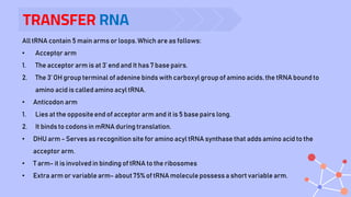 TRANSFER RNA
.
All tRNA contain 5 main arms or loops.Which are as follows:
• Acceptor arm
1. The acceptor arm is at 3’ end and It has 7 base pairs.
2. The 3’ OH group terminal of adenine binds with carboxyl group of amino acids, the tRNA bound to
amino acid is called amino acyl tRNA.
• Anticodon arm
1. Lies at the oppositeend of acceptor arm and it is 5 base pairs long.
2. It binds to codons in mRNA during translation.
• DHU arm - Serves as recognition site for amino acyl tRNA synthase that adds amino acid to the
acceptor arm.
• T arm- it is involved in binding of tRNA to the ribosomes
• Extra arm or variable arm- about 75% of tRNA moleculepossessa short variable arm.
 