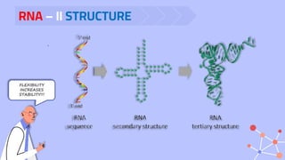 RNA – II STRUCTURE
.
FLEXIBILITY
INCREASES
STABILITY!!!
 