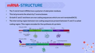 mRNA-STRUCTURE
.
• The 3’ end of most mRNAs have a polymerof adenylate residues.
• This tail prevents the attack by 3’ exonucleases.
• On both 5’ and 3’ end there are non coding sequences which are not translated(NCS).
• The intervening region between non coding sequences present between 5’ and 3’ is called
coding region. This region encodes for the synthesis of a protein.
 