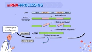 mRNA-PROCESSING
.
Eukaryotic genes
are
monocistronic!!!
 