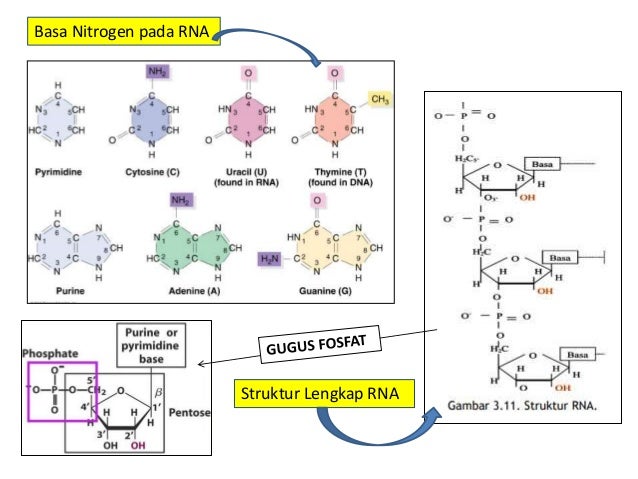 PPT RNA ( ALIFA &amp; SAKIRO)