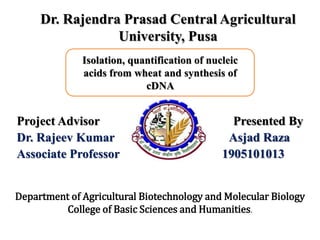 Dr. Rajendra Prasad Central Agricultural
University, Pusa
Project Advisor Presented By
Dr. Rajeev Kumar Asjad Raza
Associate Professor 1905101013
Isolation, quantification of nucleic
acids from wheat and synthesis of
cDNA
Department of Agricultural Biotechnology and Molecular Biology
College of Basic Sciences and Humanities.
 
