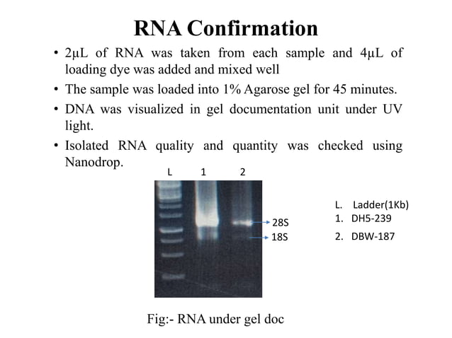 RNA, DNA Isolation and cDNA synthesis.pptx | Free Download