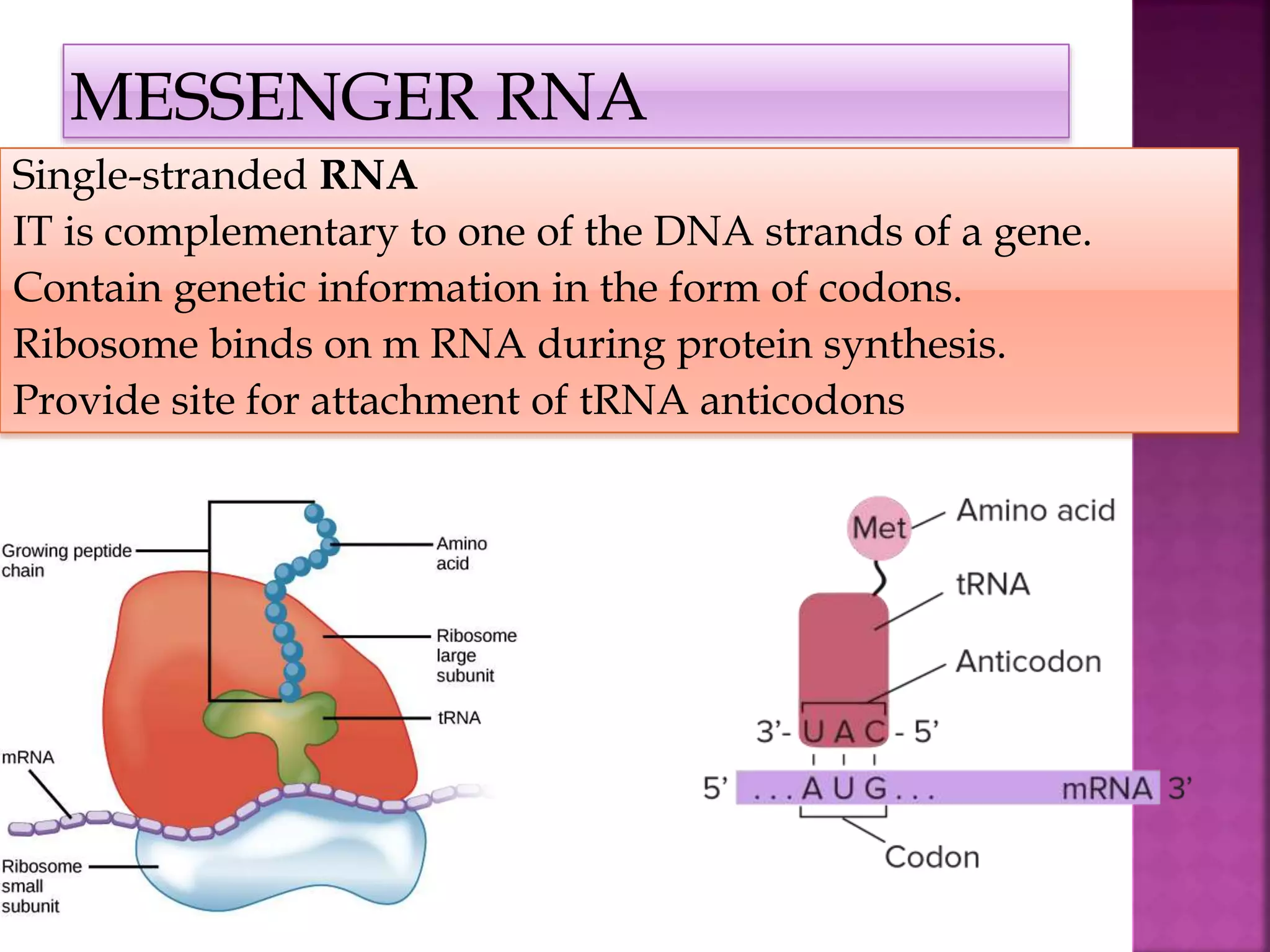 RNA AND ITS TYPES | PPTX