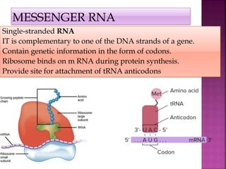 Single-stranded RNA
IT is complementary to one of the DNA strands of a gene.
Contain genetic information in the form of codons.
Ribosome binds on m RNA during protein synthesis.
Provide site for attachment of tRNA anticodons