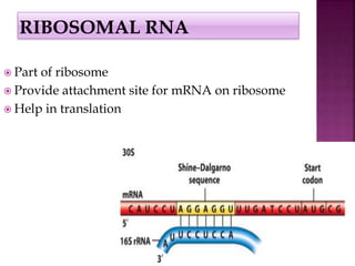  Part of ribosome
Provide attachment site for mRNA on ribosome
Help in translation