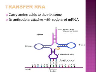  Carry amino acids to the ribosome
Its anticodons attaches with codons of mRNA