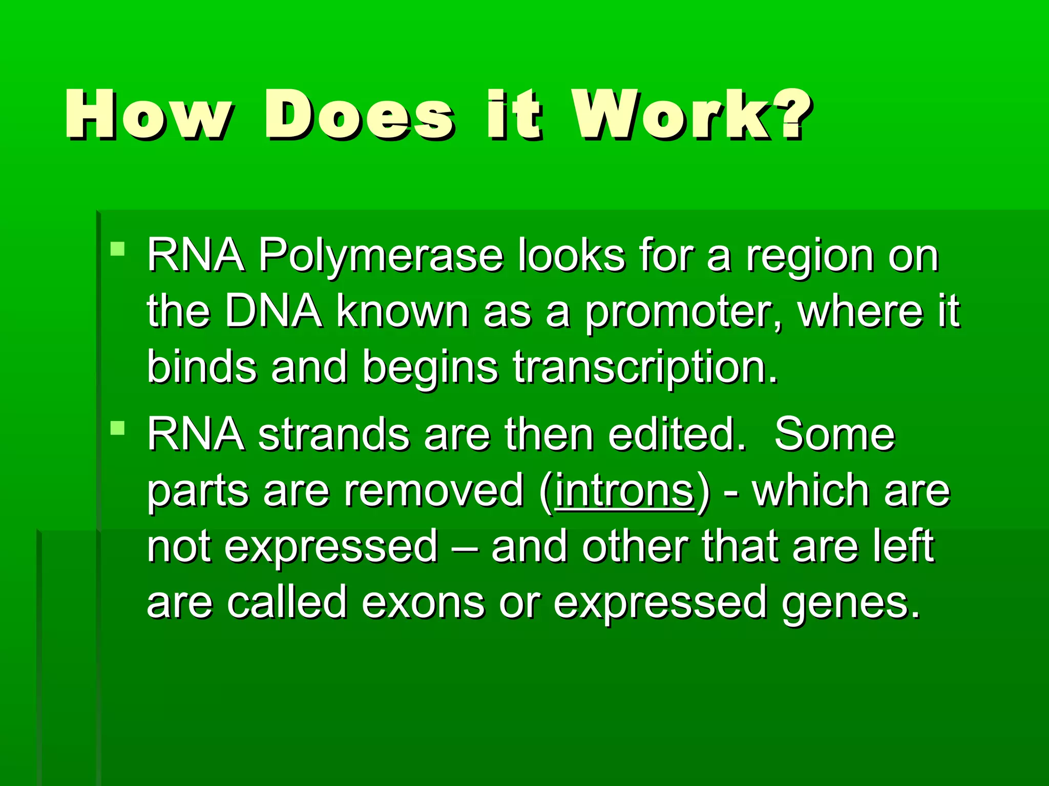How Does it Work?

 RNA Polymerase looks for a region on
  the DNA known as a promoter, where it
  binds and begins transcription.
 RNA strands are then edited. Some
  parts are removed (introns) - which are
  not expressed – and other that are left
  are called exons or expressed genes.
 