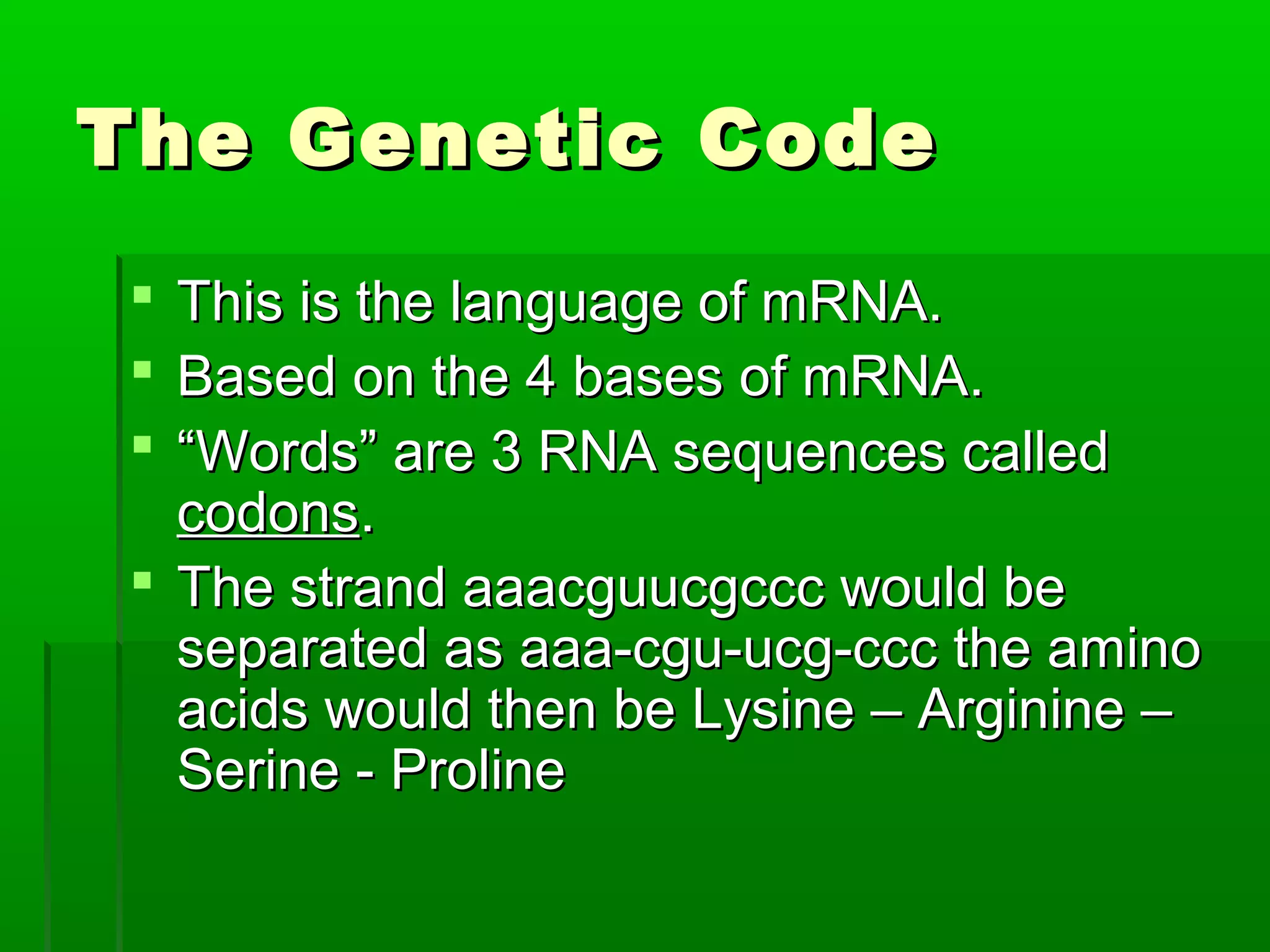 The Genetic Code
 This is the language of mRNA.
 Based on the 4 bases of mRNA.
 “Words” are 3 RNA sequences called
  codons.
 The strand aaacguucgccc would be
  separated as aaa-cgu-ucg-ccc the amino
  acids would then be Lysine – Arginine –
  Serine - Proline
 