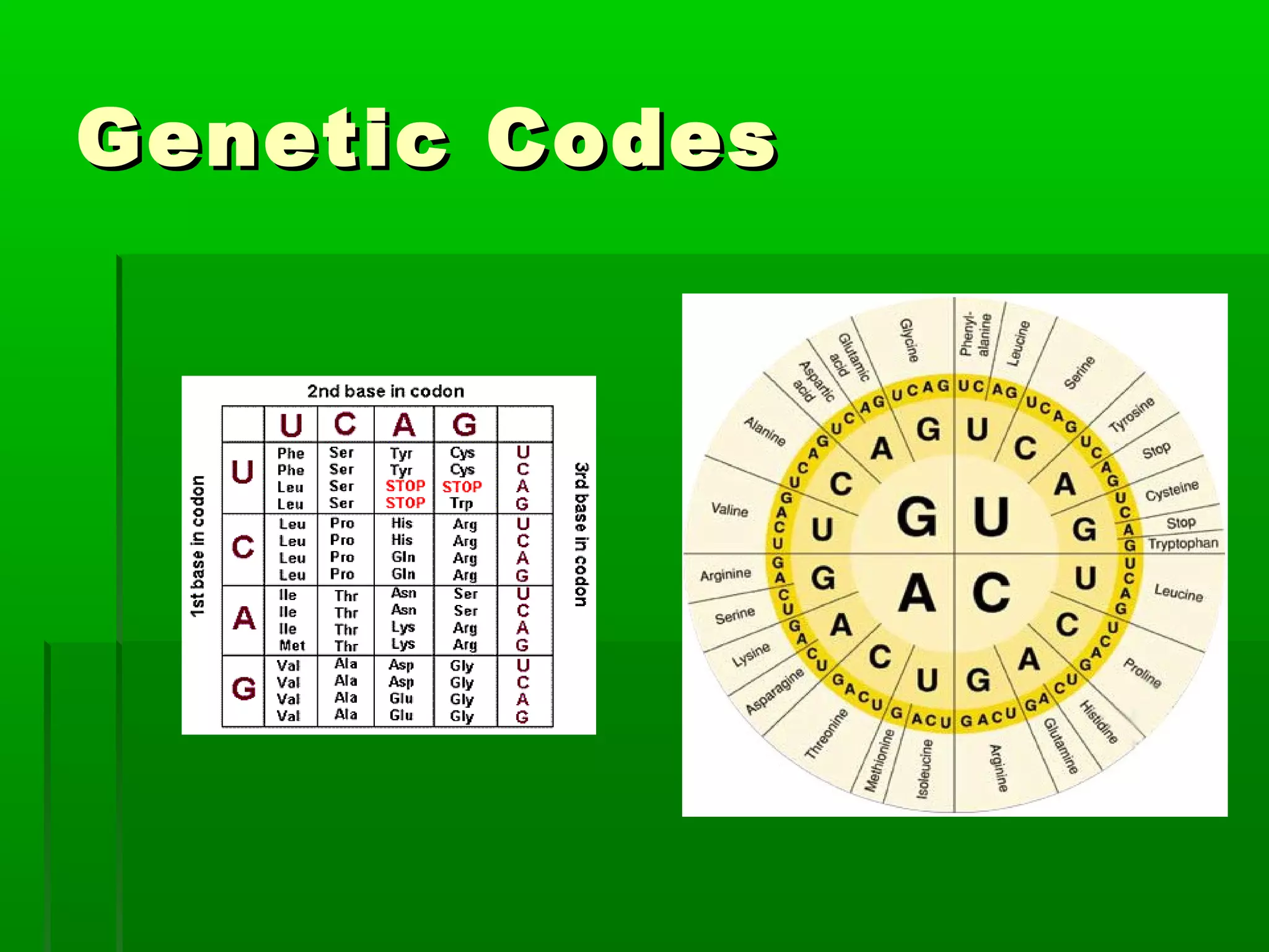 Genetic Codes
 
