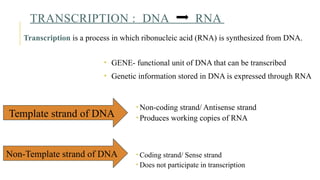 Non Coding Transcribed Rna Example RNA and protein synthesis power point presentation | PPTX