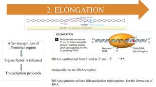 Rna Parallel Syntes RNA and protein synthesis power point presentation | PPTX