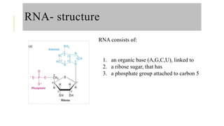 Structure Of Rna Ppt RNA and protein synthesis power point presentation | PPTX