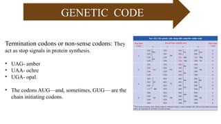 Stop Code Uaa RNA and protein synthesis power point presentation | PPTX