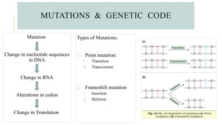 RNA and protein synthesis power point presentation | PPTX