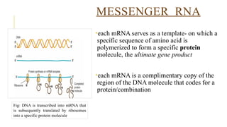 RNA and protein synthesis power point presentation | PPTX