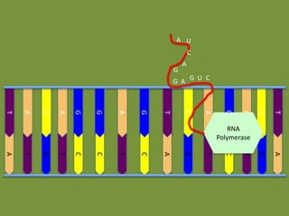 A U

C
G

A

G A G U C

T
G

A

A

T

G

T

C

C

T

C

A

G

T

C

T

C
A
G
A
C
T
G
A
G
G
A
C
A
T

RNA
Polymerase

 