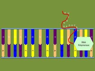 A U
C
G

A

G A G U CA
G
T

C

A

G

A

C

T

G

A

G

G

A

C

A

T

RNA
Polymerase

A

G

T

C

T

G

A

C

T

C

C

T

G

T

A

 