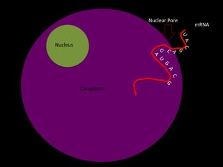 Nuclear Pore

Nucleus

Cytoplasm

mRNA

 