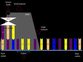 Amino
Acids

Small Subunit

rRNA
tRNA

Large
Subunit

Anti-codon

A

G

T

C

T

G

A

C

T

G

Codon

C

C

T

C

A

A

T

T
Start
codon

Stop
codon

 