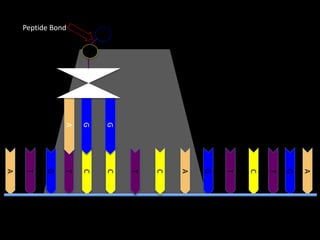 Peptide Bond

A

A

G

T

C

T

G

G

C

G

T

C

C

T

A

G
T
A

 