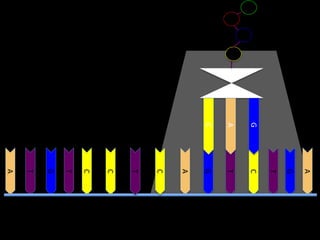 A

G

G

A
G

T

C

T

C
A
C
T
C
C
T
G
T
A

 