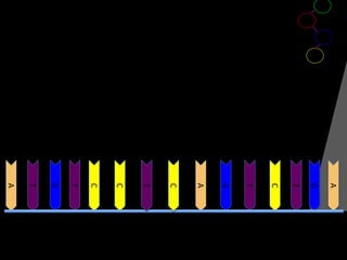 A
G
T
C
T
G
A
C
T
C
C
T
G
T
A

 