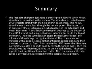 Summary
• The first part of protein synthesis is transcription. It starts when mRNA
strands are transcribed in the nucleus. The strands are created from a
DNA template strand with the help of RNA polymerase. This mRNA
strand leaves the nucleus through the nuclear pores. The second part
of protein synthesis is translation, which occurs in the cytoplasm and
needs ribosomes. A small ribosome subunit attaches to the bottom of
the mRNA strand, and a large ribosome subunit attaches to the top of
the mRNA. Then the synthesis can begin, the ribosome "reads" the
mRNA and tRNA brings the right amino acid. Then the anticodon
matches with a codon. Then another anticodon comes along and then
the next so on and so forth. Then before the tRNA leaves the ribosome
polymerase creates a peptide bond between the amino acids. Then the
tRNA leaves the ribosome, leaving the amino acid behind. This process
repeats itself until it reaches a stop codon. Then the amino acid chain
called a polypeptide, is released into the cytoplasm as a protein.

 