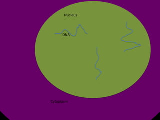 Nucleus

DNA

Cytoplasm

 
