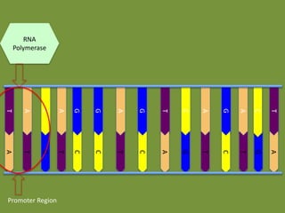 RNA
Polymerase

T

A

C

A

G

G

A

G

T

C

A

G

A

C

T

A

T

G

T

C

C

T

C

A

G

T

C

T

G

A

Promoter Region

 