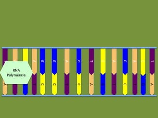 G

G

A

G

T

C

A

G

A

C

T

T

C

C

T

C

A

G

T

C

T

G

A

A

T

G

A
C
A
T

RNA
Polymerase

 