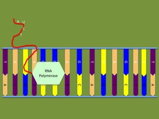 A U

C
T

G

T

C

A

G

A

C

T

T

C

A

G

T

C

T

G

A

A

T

G

T

C

C

A
G
G
A
C
A
T

RNA
Polymerase

 