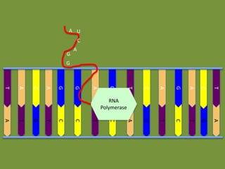 A U
C

G

A

G

C

A

G

A

C

T

A

G

T

C

T

G

A

A

T

G

T

C

C

T

C

T
G
A
G
G
A
C
A
T

RNA
Polymerase

 