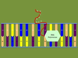 A U
C
G

A

G A G

A

C

T

C

T

G

A

A

T

G

T

C

C

T

C

A

G

T

G
A
C
T
G
A
G
G
A
C
A
T

RNA
Polymerase

 