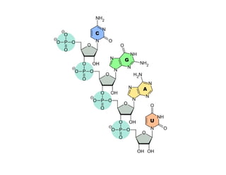 Nucleic acid and it's classification 