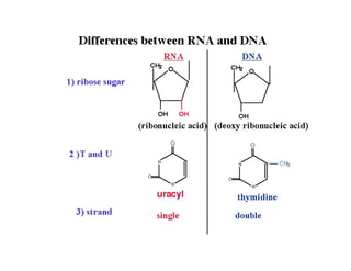 Nucleic acid and it's classification 