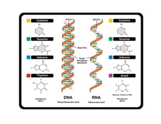 Nucleic acid and it's classification 
