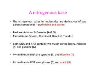A nitrogenous base
• The nitrogenous bases in nucleotides are derivatives of two
parent compounds -- pyrimidine and purine.
• Purines: Adenine & Guanine (A & G)
• Pyrimidines: Cytosin, Thymine & Uracil (C, T and U)
• Pyrimidines: Cytosin, Thymine & Uracil (C, T and U)
• Both DNA and RNA contain two major purine bases, Adenine
(A) and guanine (G)
• Pyrimidines in DNA are cytosine (C) and thymine (T).
• Pyrimidines in RNA are cytosine (C) and uracil (U).
 