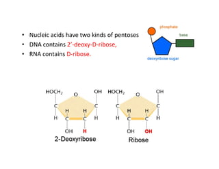 • Nucleic acids have two kinds of pentoses
• DNA contains 2’-deoxy-D-ribose,
• RNA contains D-ribose.
 