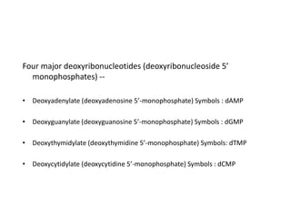 Four major deoxyribonucleotides (deoxyribonucleoside 5’
monophosphates) --
• Deoxyadenylate (deoxyadenosine 5’-monophosphate) Symbols : dAMP
• Deoxyguanylate (deoxyguanosine 5’-monophosphate) Symbols : dGMP
• Deoxythymidylate (deoxythymidine 5’-monophosphate) Symbols: dTMP
• Deoxycytidylate (deoxycytidine 5’-monophosphate) Symbols : dCMP
 