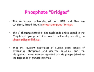 Phosphate “Bridges”
• The successive nucleotides of both DNA and RNA are
covalently linked through phosphate-group “bridges
• The 5’-phosphate group of one nucleotide unit is joined to the
3’-hydroxyl group of the next nucleotide, creating a
3’-hydroxyl group of the next nucleotide, creating a
phosphodiester linkage.
• Thus the covalent backbones of nucleic acids consist of
alternating phosphate and pentose residues, and the
nitrogenous bases may be regarded as side groups joined to
the backbone at regular intervals.
 