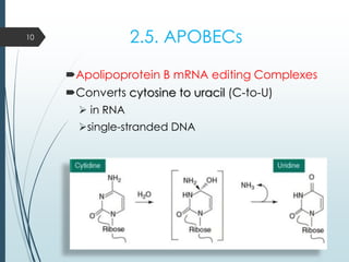 2.5. APOBECs
Apolipoprotein B mRNA editing Complexes
Converts cytosine to uracil (C-to-U)
 in RNA
single-stranded DNA
10
 