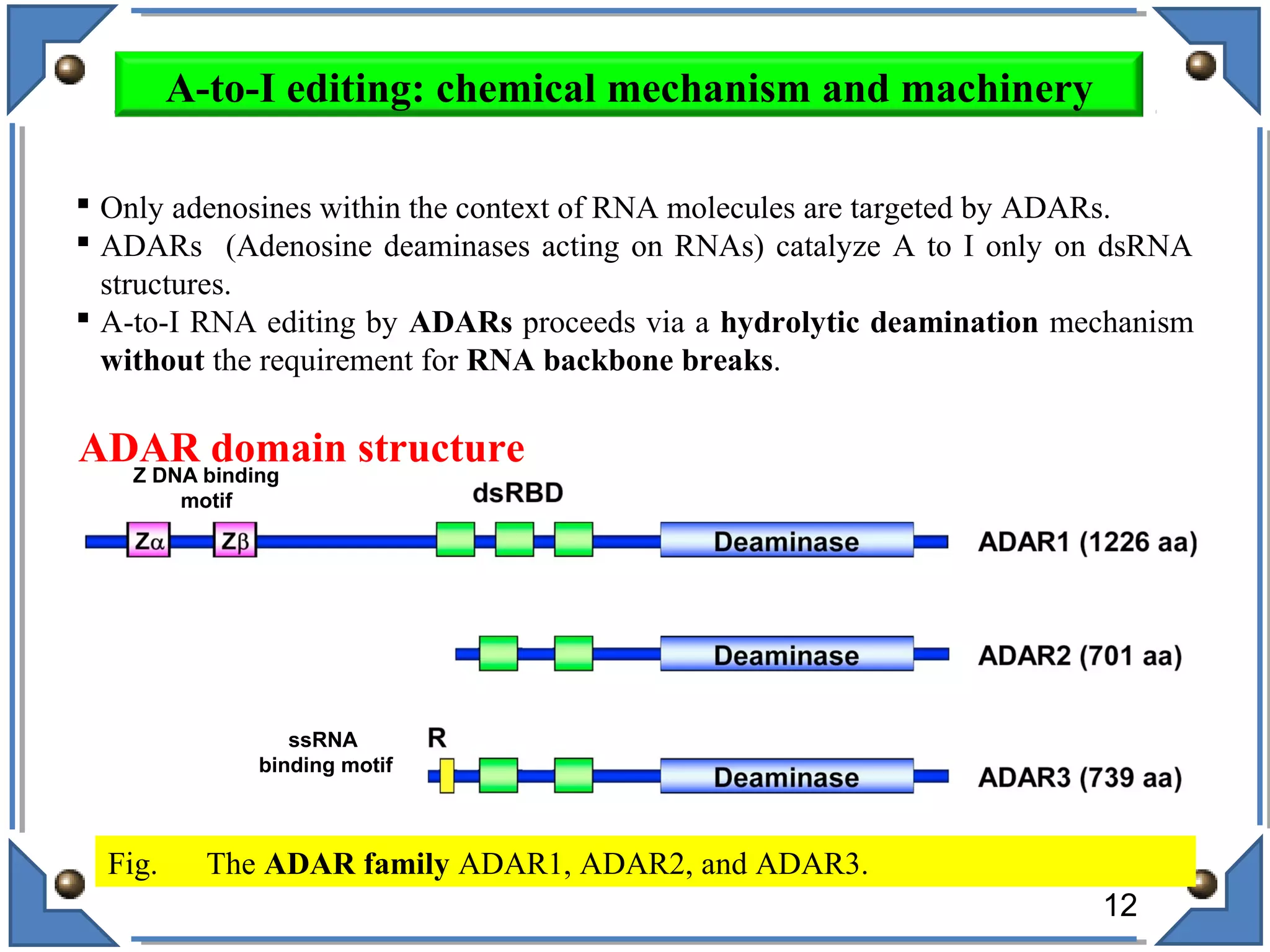 Fig. The ADAR family ADAR1, ADAR2, and ADAR3.
Z DNA binding
motif
ssRNA
binding motif
ADAR domain structure
 Only adenosines within the context of RNA molecules are targeted by ADARs.
 ADARs (Adenosine deaminases acting on RNAs) catalyze A to I only on dsRNA
structures.
 A-to-I RNA editing by ADARs proceeds via a hydrolytic deamination mechanism
without the requirement for RNA backbone breaks.
12
A-to-I editing: chemical mechanism and machinery
 