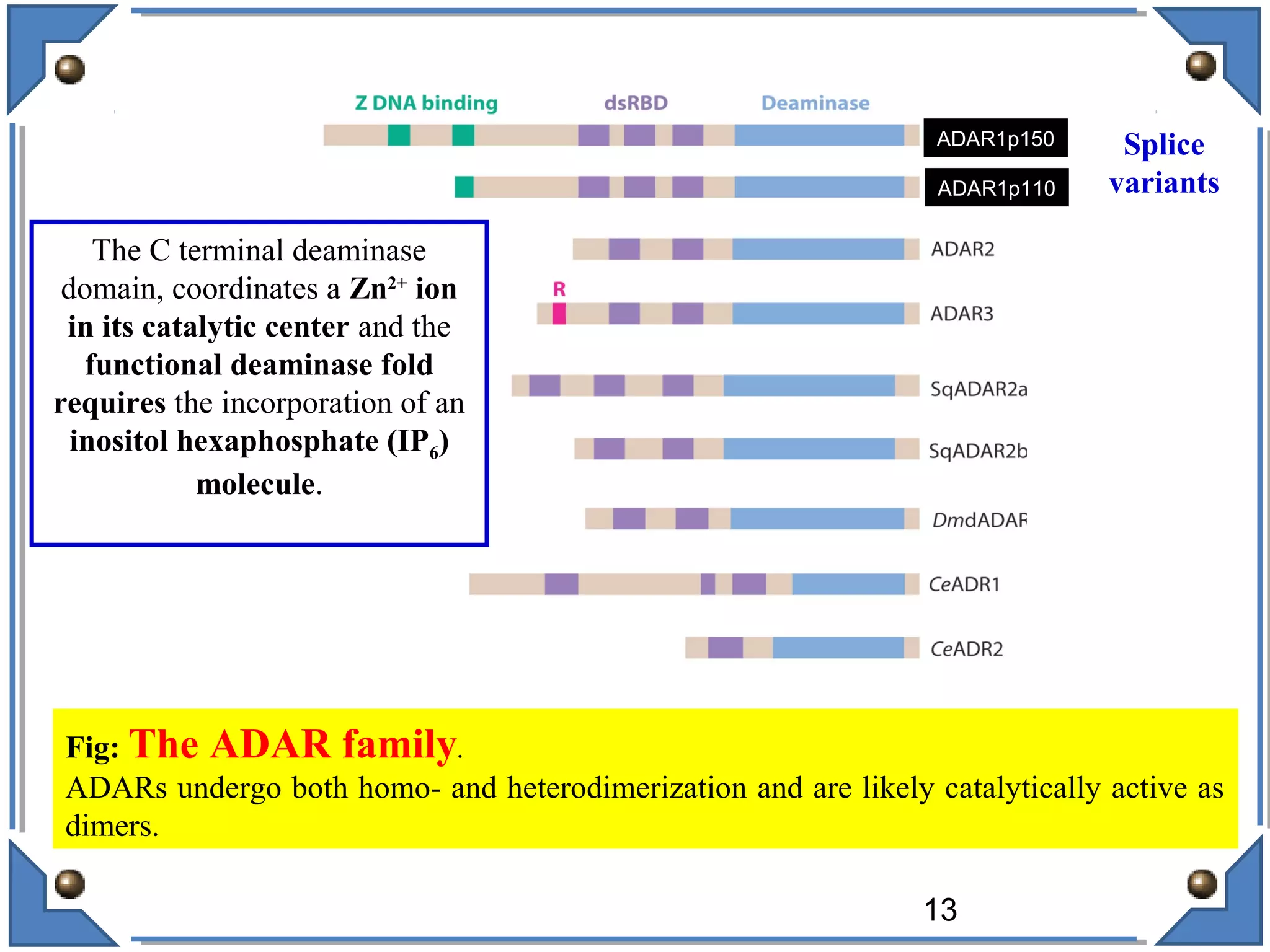 ADAR1p150
ADAR1p110
Fig: The ADAR family.
ADARs undergo both homo- and heterodimerization and are likely catalytically active as
dimers.
Splice
variants
13
The C terminal deaminase
domain, coordinates a Zn2+
ion
in its catalytic center and the
functional deaminase fold
requires the incorporation of an
inositol hexaphosphate (IP6)
molecule.
 