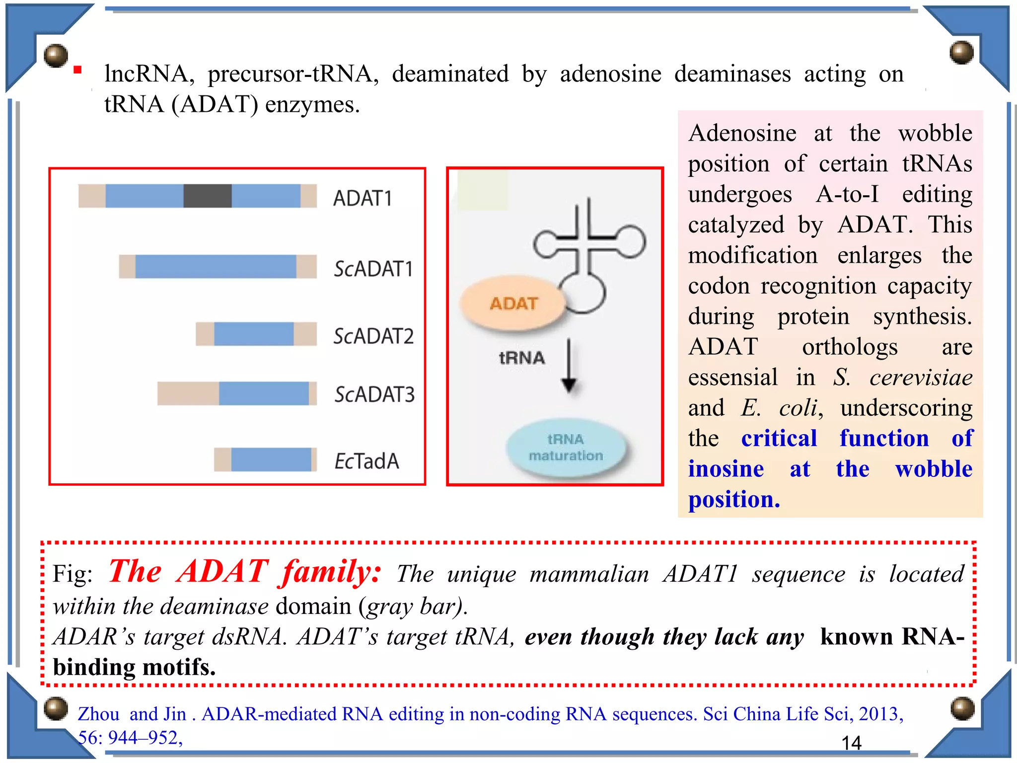Zhou and Jin . ADAR-mediated RNA editing in non-coding RNA sequences. Sci China Life Sci, 2013,
56: 944–952,
 lncRNA, precursor-tRNA, deaminated by adenosine deaminases acting on
tRNA (ADAT) enzymes.
Adenosine at the wobble
position of certain tRNAs
undergoes A-to-I editing
catalyzed by ADAT. This
modification enlarges the
codon recognition capacity
during protein synthesis.
ADAT orthologs are
essensial in S. cerevisiae
and E. coli, underscoring
the critical function of
inosine at the wobble
position.
14
Fig: The ADAT family: The unique mammalian ADAT1 sequence is located
within the deaminase domain (gray bar).
ADAR’s target dsRNA. ADAT’s target tRNA, even though they lack any known RNA-
binding motifs.
 
