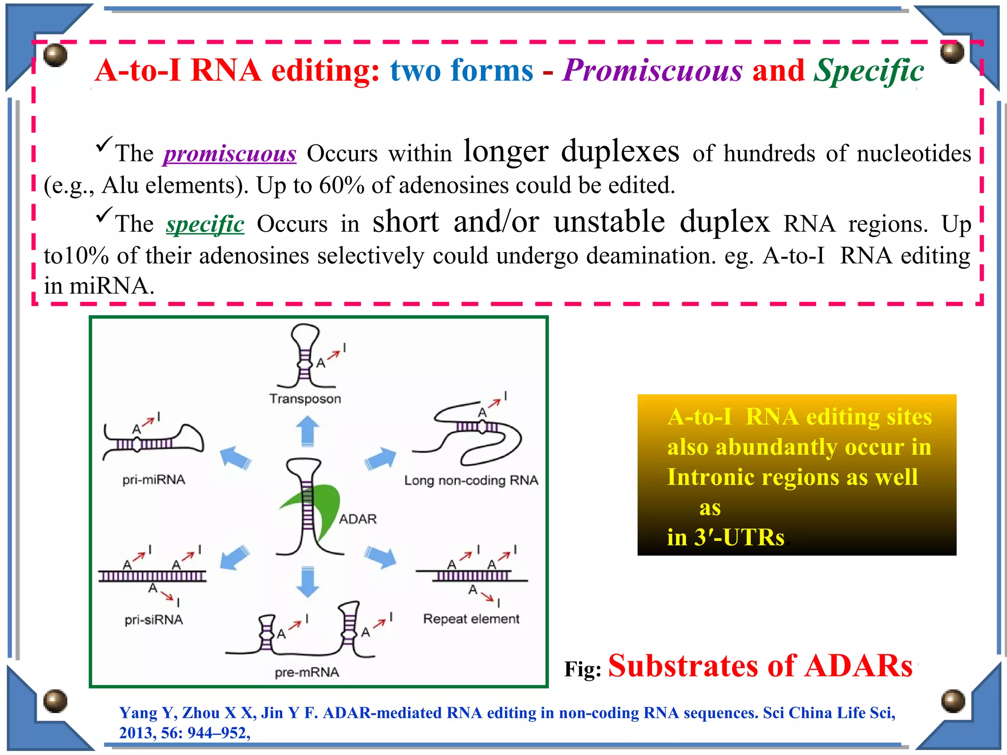 Fig: Substrates of ADARs
Yang Y, Zhou X X, Jin Y F. ADAR-mediated RNA editing in non-coding RNA sequences. Sci China Life Sci,
2013, 56: 944–952,
A-to-I RNA editing sites
also abundantly occur in
Intronic regions as well
as
in 3′-UTRs.
A-to-I RNA editing: two forms - Promiscuous and Specific
The promiscuous Occurs within longer duplexes of hundreds of nucleotides
(e.g., Alu elements). Up to 60% of adenosines could be edited.
The specific Occurs in short and/or unstable duplex RNA regions. Up
to10% of their adenosines selectively could undergo deamination. eg. A-to-I RNA editing
in miRNA.
 